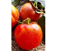 Pianta di Cachi o Kaki Albero di cachi o Kaki pianta vera di cachi pianta di cachi età 2 anni venduta da eGarden.store (Ragno)