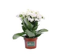 Pianta di Calandiva o Kalanchoe Blossfeldiana Pianta da interno di Calandiva Pianta succulenta Pianta da fiore di Calandiva Pianta vera di Calandiva venduta da eGarden.store (Bianca)