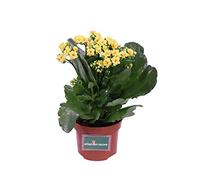 Pianta di Calandiva o Kalanchoe Blossfeldiana Pianta da interno di Calandiva Pianta succulenta Pianta da fiore di Calandiva Pianta vera di Calandiva venduta da eGarden.store (Gialla)