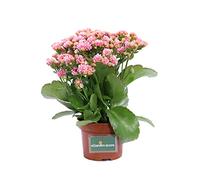 Pianta di Calandiva o Kalanchoe Blossfeldiana Pianta da interno di Calandiva Pianta succulenta Pianta da fiore di Calandiva Pianta vera di Calandiva venduta da eGarden.store (Rosa)