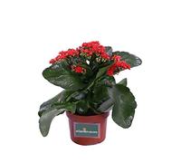 Pianta di Calandiva o Kalanchoe Blossfeldiana Pianta da interno di Calandiva Pianta succulenta Pianta da fiore di Calandiva Pianta vera di Calandiva venduta da eGarden.store (Rossa)