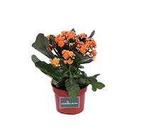 Pianta di Calandiva o Kalanchoe Blossfeldiana Pianta da interno di Calandiva Pianta succulenta Pianta da fiore di Calandiva Pianta vera di Calandiva venduta da eGarden.store (Arancione)