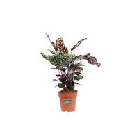 Pianta di Calathea Mix pianta vivente tropicale vera ornamentale da interno