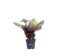 Pianta di Calathea Mix pianta vivente tropicale vera ornamentale da interno