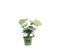 Pianta di Calathea Mix pianta vivente tropicale vera ornamentale da interno