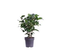 Pianta di Camelia Pianta vera di Camelia Pianta da esterno di Camelia pianta ornamentale venduta da eGarden.store (Japonica Black Lace v.15 cm)