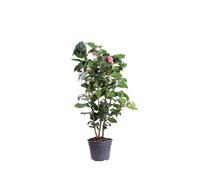 Pianta di Camelia Pianta vera di Camelia Pianta da esterno pianta ornamentale