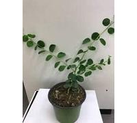 PIANTA DI CAPPERO VASO CM 14, UNA PIANTA MODIPITRE