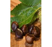 Pianta di Castagno albero di castagne pianta vera di castagna pianta di castagno età 2 anni venduta da eGarden.store (Marrone Di Marradi)