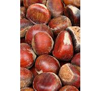 pianta di Castagno albero di Castagne varietà Sativa in vaso Età 2 anni pianta vera di Castagno venduta da eGarden.store