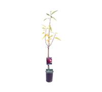 pianta di Castagno Marrone dell'Etna albero di Castagne in vaso innestata certificata Età 2 anni pianta vera di Castagno venduta da eGarden.store