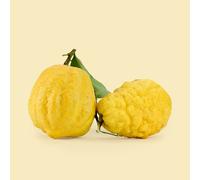 Pianta di Cedro Citrus Medica albero vero da agrume da frutta pianta da esterno