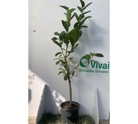 PIANTA DI CEDRO DIAMANTE IN VASO 20CM ALTEZZA 120/130CM (foto reali)