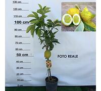 PIANTA di CEDRO PIRETTO albero di cedro pane in vaso 18 CM agrumi di sicilia h 110 cm AMDGarden