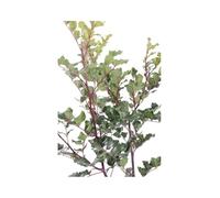 Pianta di Ceratonia Siliqua Cespuglio Carrubo 20