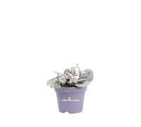 Pianta di Ceropegia Woodii Collana di Cuori pianta ornamentale da interno Pianta vera da arreedo venduta da eGarden.store (Vaso 8 cm)