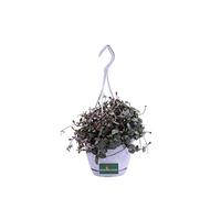 Pianta di Ceropegia Woodii Collana di Cuori pianta ornamentale da interno Pianta vera da arreedo venduta da eGarden.store (Vaso 14 cm)