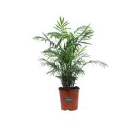 Pianta di Chamaedorea Elegans Palma Fortuna piana tropicale ornamentale vera