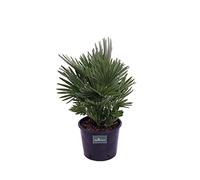 Pianta di Chamaerops Humilis Compacta Pianta di Palma pianta da esterno pianta di Palma da giardino pianta ornamentale di Chamaerops Humilis Compacta pianta vera di Chamaerops venduta da eGarden.store