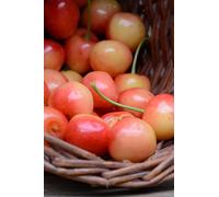 Pianta di Ciliegio albero di Ciliegia albero da frutta da vaso pianta vera