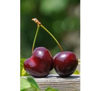 Pianta di Ciliegio albero di Ciliegia albero da frutta da vaso pianta vera