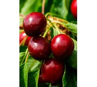 Pianta di Ciliegio albero di Ciliegia albero da frutta da vaso pianta vera