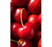 Pianta di Ciliegio albero di Ciliegia albero da frutta da vaso pianta vera