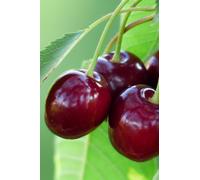 Pianta di Ciliegio albero di Ciliegia albero da frutta da vaso pianta vera