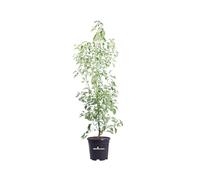 Pianta di Cinnamomum Camphora o Canfora Albero pianta ornamentale da esterno pianta veraper siepi o cespugli venduta da eGarden.store (Vaso 30 cm)