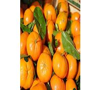 pianta di clementino albero di clementino pianta di agrumi età 2 anni pianta vera venduta da eGarden.store