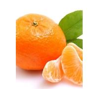 pianta di Clementino in Fitocella Altezza REALE 140 cm vera pianta da frutto