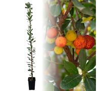 PIANTA di CORBEZZOLO Arbutus Unedo ALBERO da FRUTTO H 150 cm FACILE COLTIVAZIONE