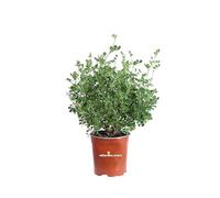 Pianta di Coronilla Valentina Glauca pianta da esterno cespuglio di Coronilla pianta da fiore giallo pianta ornamentale pianta vera venduta da eGarden.store