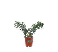 Pianta di Cotognastro Pianta di Cotoneaster Lacteus pianta da esterno pianta di Cotognastro bacche rosse pianta ornamentale pianta da giardino pianta vera venduta da eGarden.store