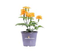Pianta di Crossandra infundibuliformis Fortuna o Fiore del Fuoco pianta ornamentale tropicale da esterno o interno pianta vera fiore arancione venduta da eGarden.store