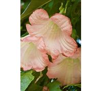 Pianta di Datura Arborea Pianta di Brugmansia Arborea pianta da esterno pianta da fiore vari colori pianta vera pianta ornamentale venduta da eGarden.store (Rosa)