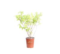 Pianta di Deutzia X Hybrida Perle Rose vera fiore rosa ornamentale da esterno