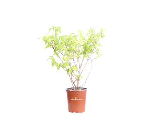Pianta di Deutzia X Hybrida Perle Rose vera fiore rosa ornamentale da esterno
