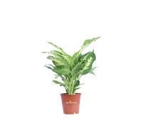 Pianta di Dieffenbachia pianta vera ornamentale tropicale da arredo interno