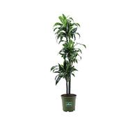 Pianta di Dracena Pianta da interno di Dracena Pianta ornamentale di Dracena Pianta vera di Dracena venduta da eGarden.store (Dorado vaso 24cm)