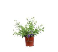 Pianta di Durantha Repens pianta da esterno pianta da fiore in vaso pianta ricadente pianta ornamentale di Durantha pianta vera di Durantha Repens venduta da eGarden.store