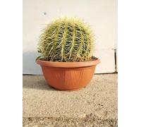 PIANTA DI ECHINOCACTUS GRUSONII cuscino della suocera cactus grasse