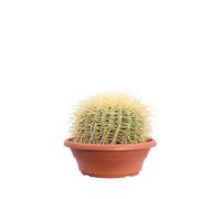 Pianta di Echinocactus Grusonii o Grusone o Cuscino di Suocera pianta grassa ornamentale pianta da esterno o interno pianta pianta succulenta vera venduta da eGarden.store (Vaso 24 cm)