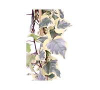Pianta di Edera Hedera Gloire de Marengo vera rampicante variegata ornamentale