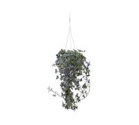 Pianta di Edera - Hedera Helix Variegata vera tappezzante decorativa da esterno