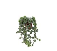 Pianta di Edera Hedera Helix White Wonder vera tappezzante decorativa da esterno