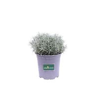 Pianta di Elicriso pianta di Helichrysum Italicum pianta da esterno pianta aromatica pianta vera venduta da eGarden.store