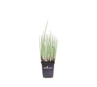 Pianta di Equiseto D'Acqua o Equisetum Fluviatile pianta ornamentale da interno o esterno pianta vera da arredo venduta da eGarden.store