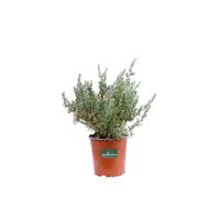 Pianta di Eriocephalus Africanus Rosmarino Africano cespuglio vero da esterno