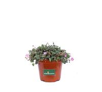 Pianta di Erodium Pianta di Erodio pianta da esterno pianta da fiore pianta decorativa di Erodium pianta vera di Erodium venduta da eGarden.store